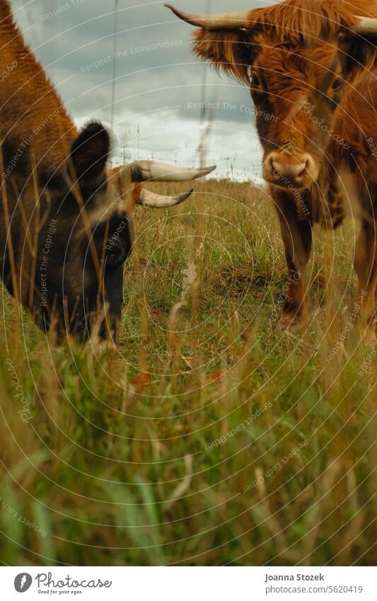 Kühe grasen auf der Weide Kuh Bauernhof Bauernleben Gras Nutztier Schottisches Hochlandrind