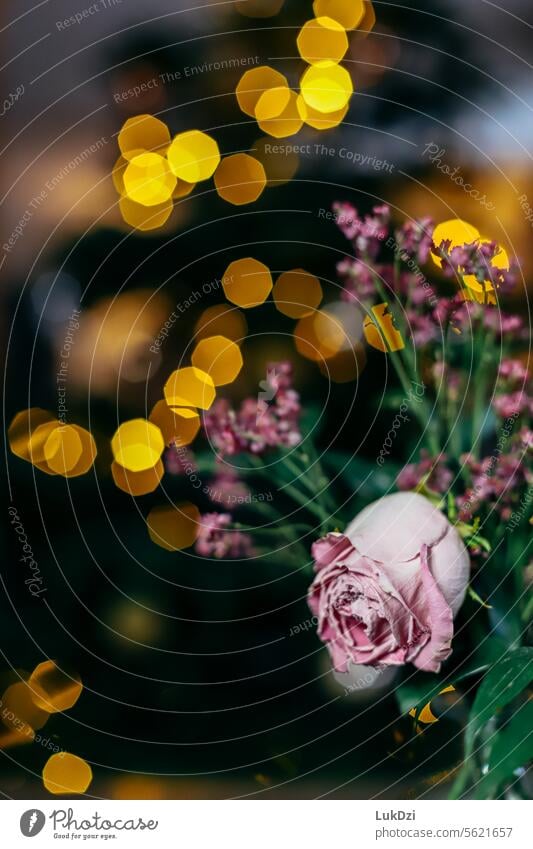 Close up Foto von rosa Rose gegen unscharfen Hintergrund mit Lichtern gefüllt Stillleben Vanitas-Motiv vanitas verwelkte Rose Dekoration & Verzierung transient