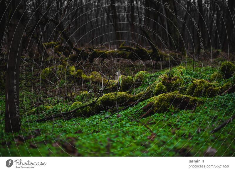 Wurzeln am Waldboden Natur Baum Umwelt Holz natürlich Pflanze grün Wachstum Außenaufnahme Farbfoto Menschenleer Ast Baumstamm Moos moosbedeckt Moosteppich braun