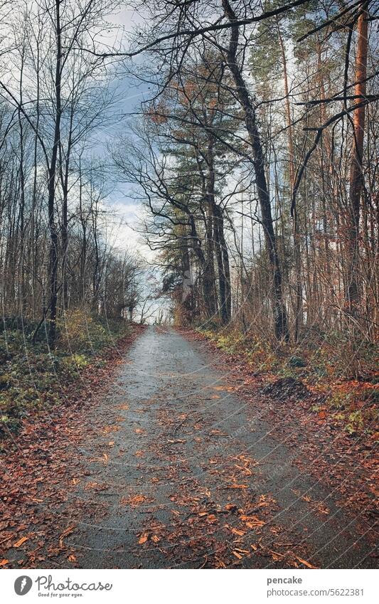 herbstliches | gekleckere Herbstlaub feucht Bäume Weg schmutz Wald spaziergang Landschaft Blätter Farbkleckse natürlich Natur Herbststimmung Herbstfärbung