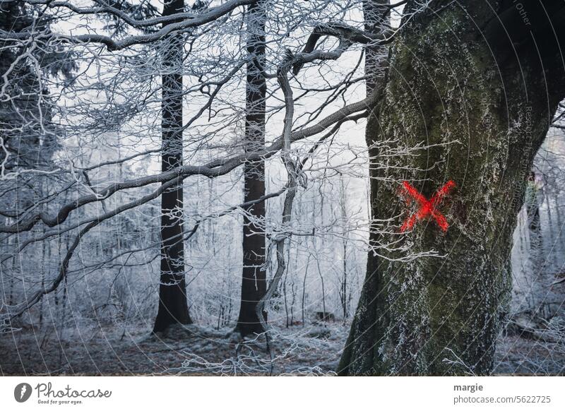 Rotes Kreuz im Winterwald Bäume Schnee Wald kalt Menschenleer Frost Wintertag Winterstimmung kennzeichnen Außenaufnahme Kälte Winterlandschaft Schneelandschaft