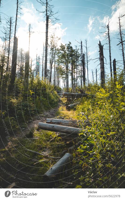 Waldweg durch Nadelbäume bei Sonnenschein in den Beskiden, Tschechische Republik beskidete Berge außerhalb bunt beskydische Berge erkunden Tschechien Freiheit