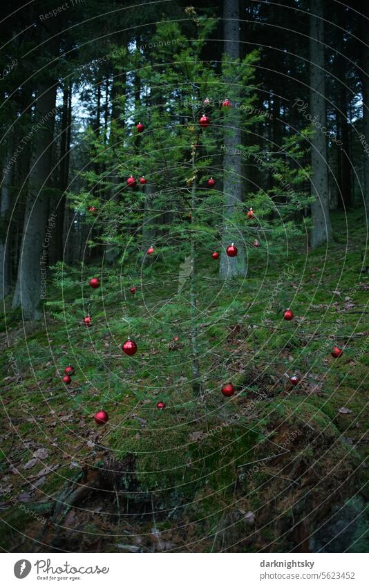 Weihnachtsbaum mit roten Kugeln in einem Wald Weihnachten & Advent Weihnachtsdekoration Dekoration & Verzierung weihnachtlich Tannenbaum Weihnachtsstimmung