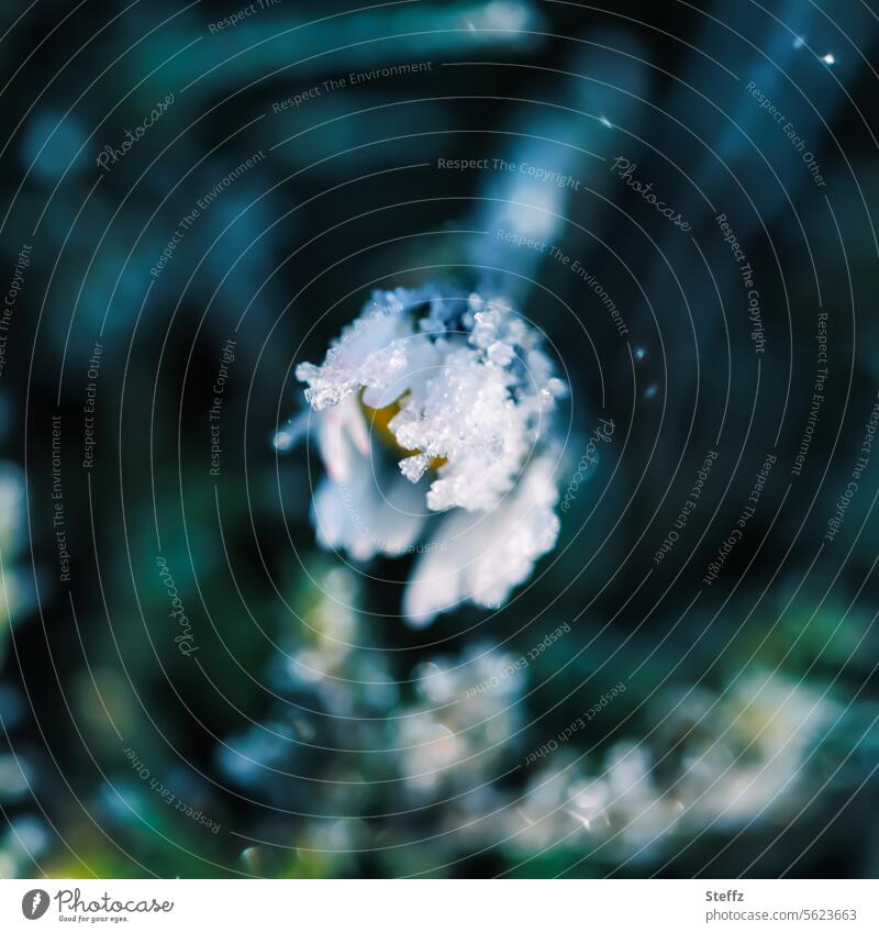 frierendes Gänseblümchen Raureif Raureif bedeckt frostig Frost Bodenfrost Kälte Spätblüher Winterkälte Blume gefrorene Blume heimisch Wetter Klima frostbedeckt