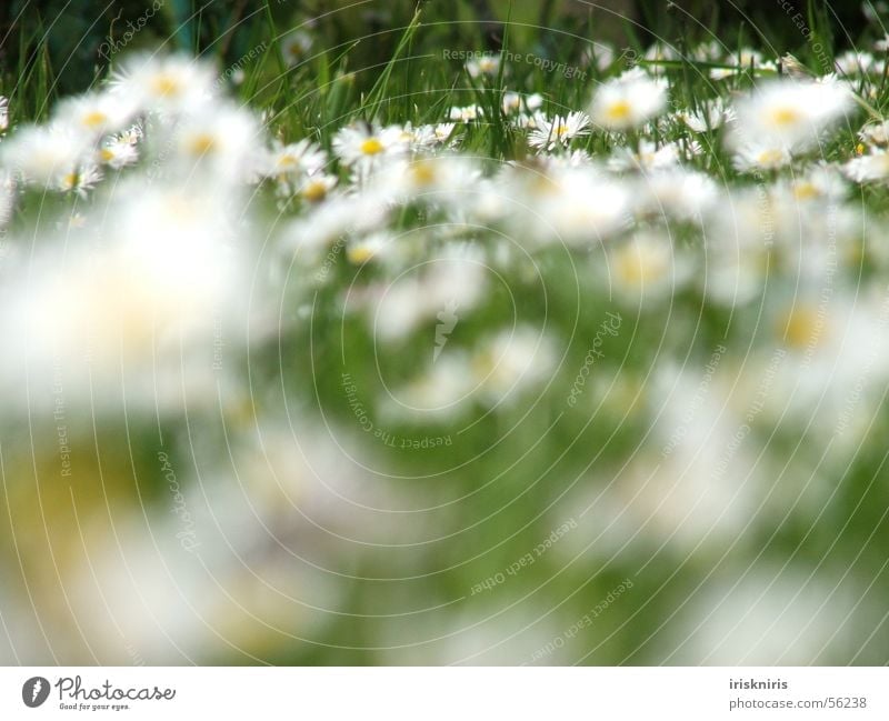 Gänseblümchen im Wind Wiese Blume grün Gras Blüte Sommer Jahreszeiten Pause Unschärfe Halm Außenaufnahme Makroaufnahme Nahaufnahme Frühling Freiheit liegen