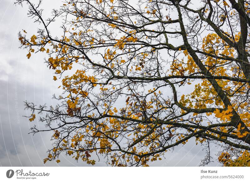 Baum mit gelben Blättern herbstlich Herbst Herbstlaub Herbstfärbung Natur Herbststimmung Jahreszeiten Laubwerk Herbstfarben Vergänglichkeit Blatt Außenaufnahme