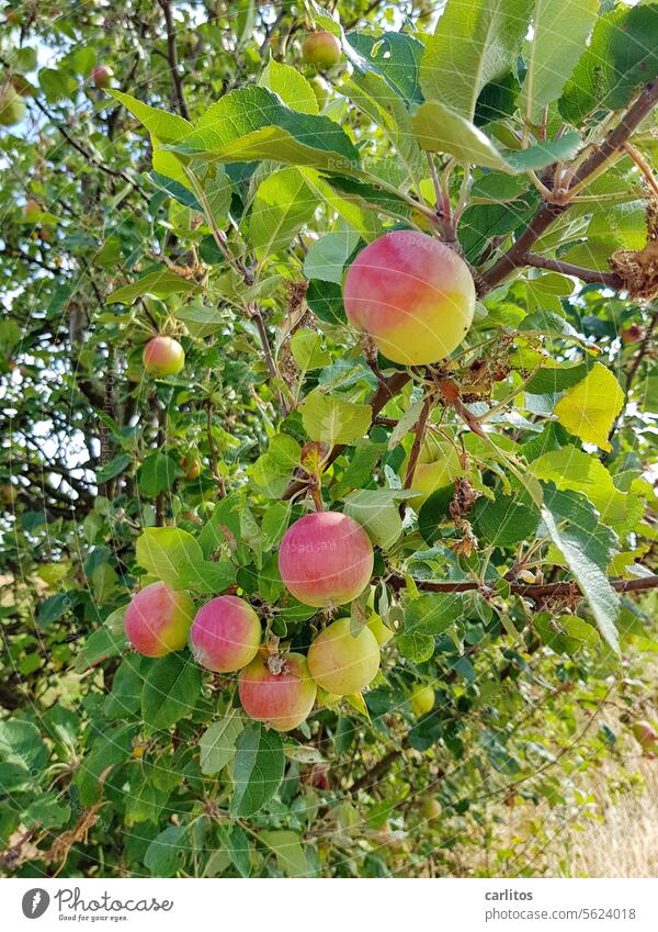an apple a day keeps the doctor away | reicht für die Woche Apfel Baum Blätter Gesundheit Obst Frucht Lebensmittel Ernährung frisch lecker Bioprodukte