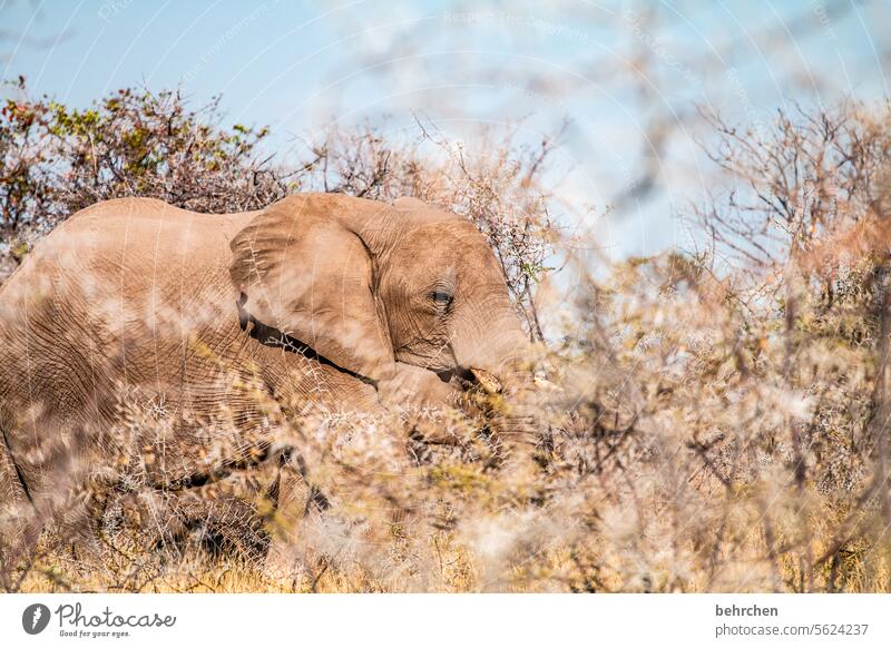 tierisch Elefant etosha national park Etosha Etoscha-Pfanne Wildtier fantastisch außergewöhnlich wild Wildnis frei Tier Namibia Safari Ferne Fernweh Afrika