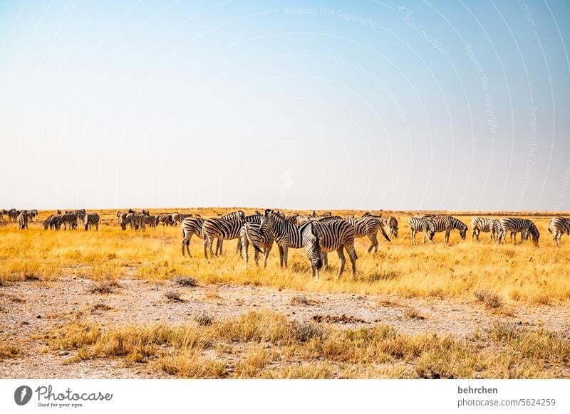 streifig Herde Etosha etosha national park Etoscha-Pfanne außergewöhnlich Tierporträt Wildtier fantastisch frei Fernweh wild Wildnis Zebra reisen Safari Ferne