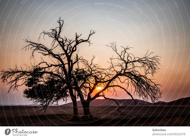 verzweigt Licht Schatten Sossusvlei Außenaufnahme Sesriem dune 45 Sand Wüste Afrika Namibia Ferne Fernweh Sehnsucht reisen Farbfoto Landschaft
