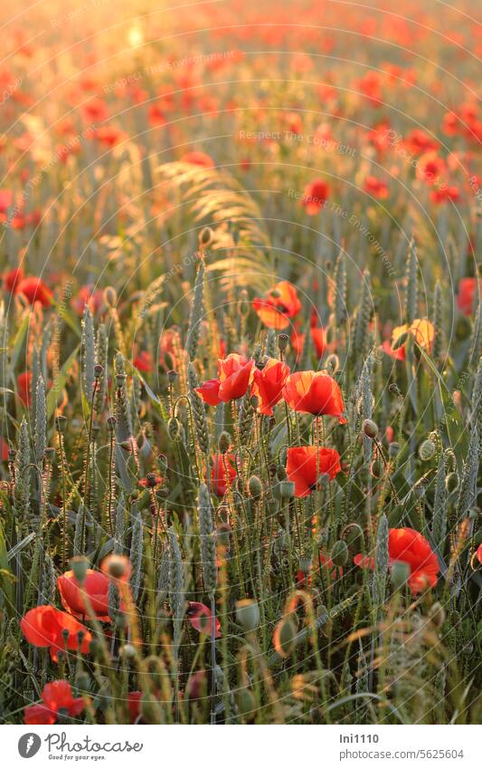 erster Mo(h)ntag im neuen Jahr Sommer Natur Landwirtschaft Acker Feld Pflanzen Kornfeld Klatschmohn Mohn rot Mohnblüten Mohnknospen Mohnkapseln Weizen Gräser