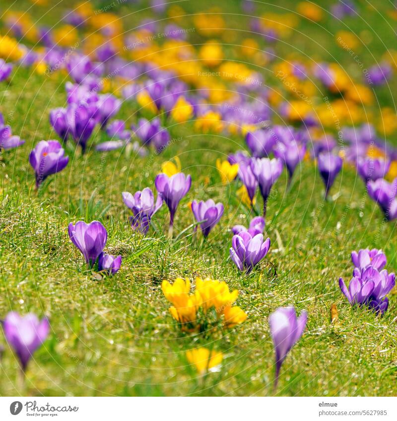 Blütenteppich aus gelben und lilafarbenen Krokussen crocus Frühlingsblüher Blumen Schwertliliengewächse Iridaceae Zierpflanze Blütenmeer Blog Farbtupfer
