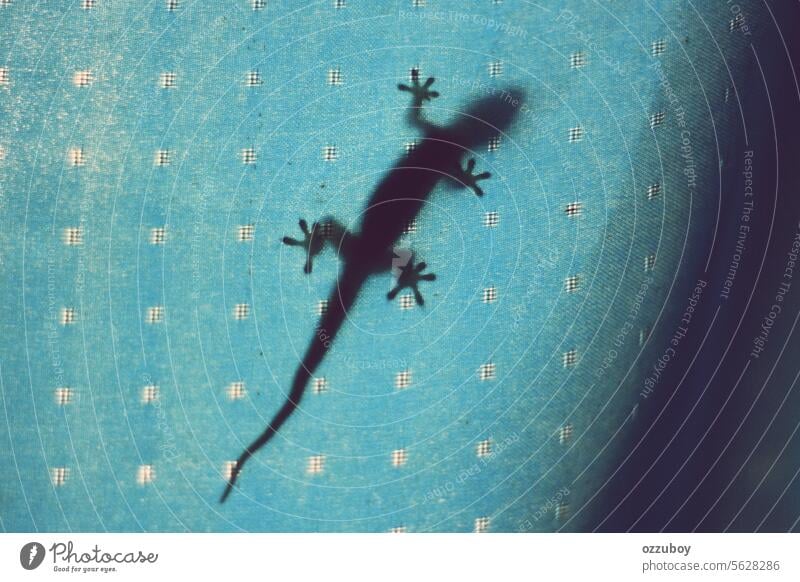 Schatten einer Gecko-Eidechse auf blauem Vorhang Reptil Tier Haus Nahaufnahme Lizard Kreatur tropisch wild Hintergrund Leitwerke Makro braun vereinzelt