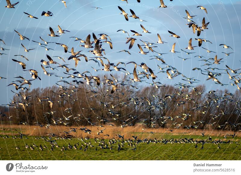 Ringelgans Schwarm - Fluchtstart in einem Naturschutzgebiet an der Ostsee Vogelschwarm fliegen Himmel Vogelflug Wildtier Zugvogel Vogelzug Flügelschlag