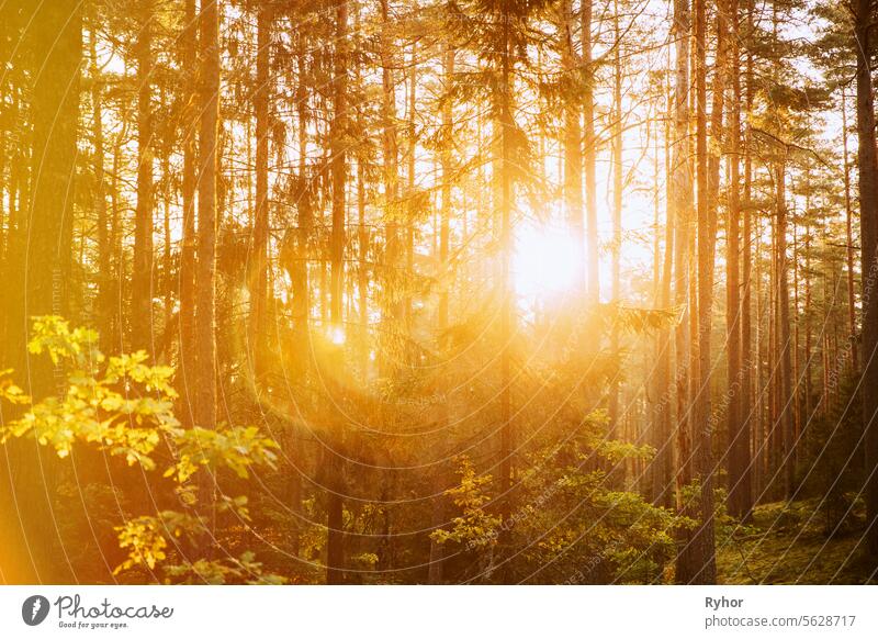 Sonnenuntergang Sonnenaufgang in Waldbäumen. Sun Shining With Sun Rays Through Woods Trees And Grass In Summer Forest. Sonnenuntergang oder Sonnenaufgang im Herbst Wald. Schöne Aussicht