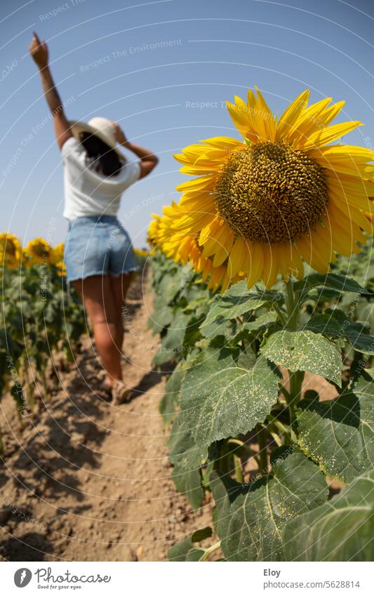 junge Frau in einem Sonnenblumenfeld, Nahaufnahme einer Sonnenblume, im Hintergrund sieht man eine junge brünette Frau mit dem Rücken zugewandt und mit erhobenem Arm, sie trägt einen Hut, ein weißes Hemd und kurze Hosen