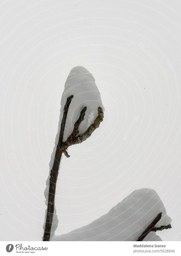 Baumzweig, der wie eine Hand aussieht, die Schnee hält Zweig Ast mit Blick auf Winter E.T. Monster kalt Eis Himmel weiß grau unheimlich Schatten Frost Natur