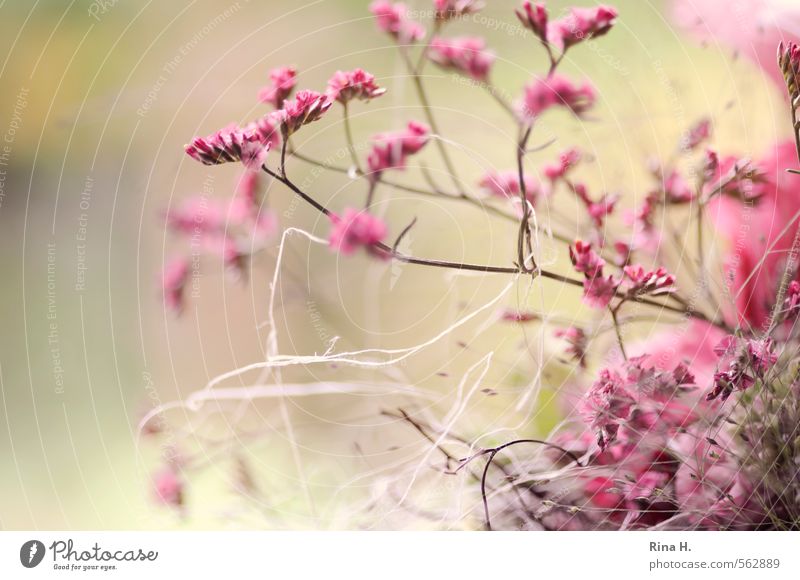 RoSa Pflanze Blume Blühend rosa Blumenstrauß Dekoration & Verzierung Zweige u. Äste Schnur sanft zart Farbfoto Menschenleer Textfreiraum links Unschärfe