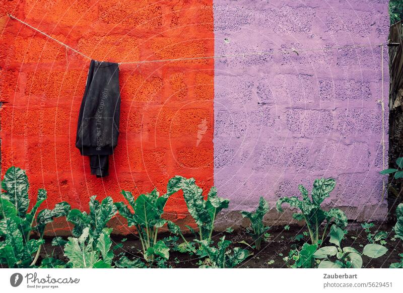 Jacke hängt über einer Wäscheleine vor einer Wand in rot und violett, Abhängen auf einer Bananenfarm abhängen still Pause ruhig Feld Pflanzen Arbeit