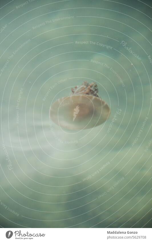 Quallen schwimmen in klarem Wasser Fisch Medusa Schwimmsport lebend Tentakel MEER Cloud Meer blau türkis durchsichtig übersichtlich Götterspeise Tierwelt marin