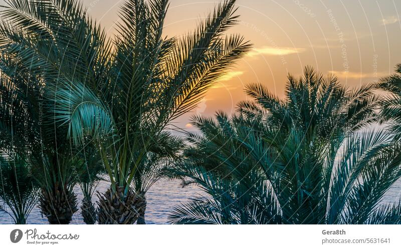 Palmenzweige gegen den Morgenhimmel Ägypten Rotes Meer Sharm El Sheikh Verlassen Hintergrund Verbot Strand Strand ohne Menschen blau Niederlassungen Klima