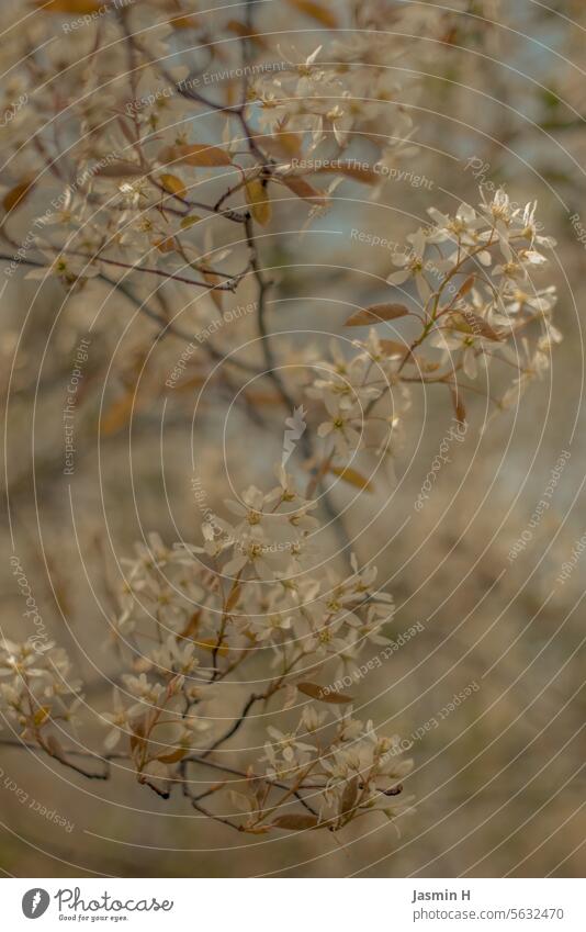 Weisse Blüten eines Obstbaums Frühling Natur weiß Blühend Farbfoto Außenaufnahme Schwache Tiefenschärfe Menschenleer Wachstum Tag schön Umwelt Unschärfe