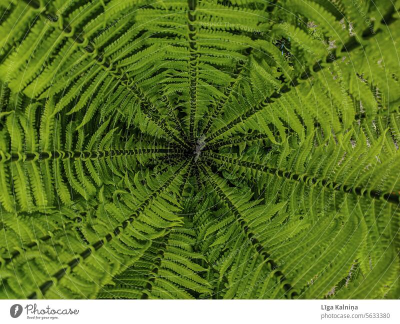 Hintergrund des grünen Farns polypodiosida Farnblätter Farnwachstum Blatt frisch Wachstum Grünpflanze Pflanze Farnblatt Natur Detailaufnahme polypodiopsida