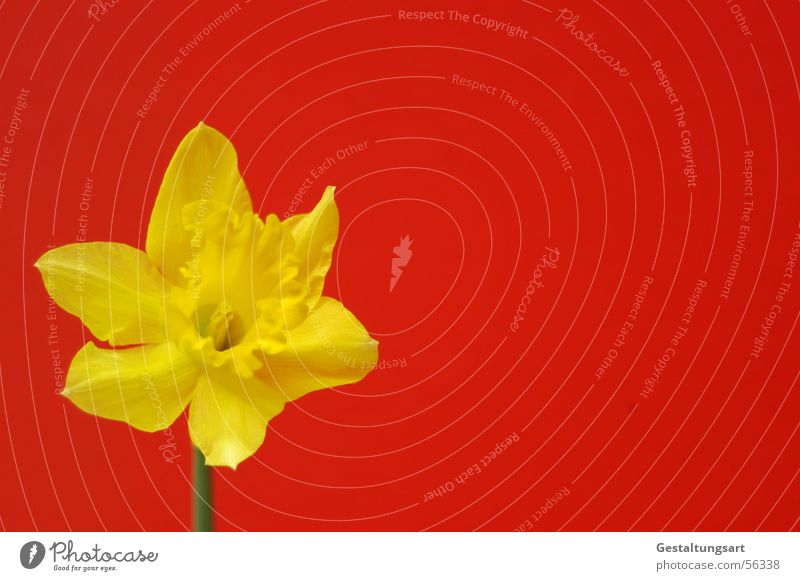 Große chinesische Flagge Gelbe Narzisse Narzissen Märzenbecher Blume Frühling aufwachen Pflanze Wachstum Reifezeit schön Blüte Blühend Blütenkelch gelb grün rot