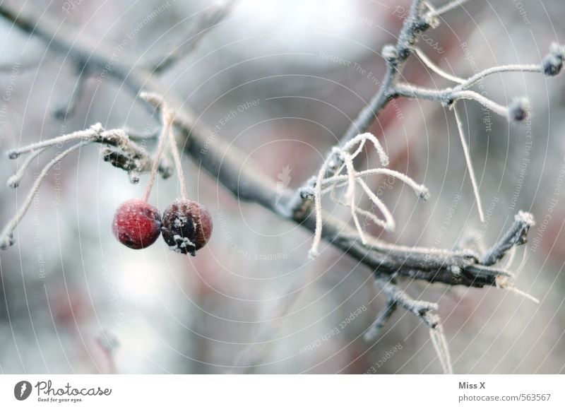 Winterapfel Frucht Apfel Garten Natur Wetter schlechtes Wetter Eis Frost Schnee Baum frieren hängen kalt rot Ast Zweig Apfelbaum Raureif gefroren Winterstimmung