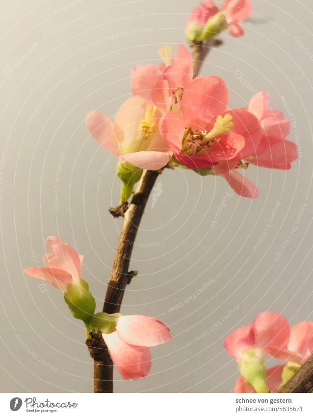 zarte Aussicht auf zarte Zeiten Blume Blüte Quitte rosa Ast Baum Natur Frühling schön Blütenblatt Blühend Farbfoto Menschenleer natürlich Garten Japan Park