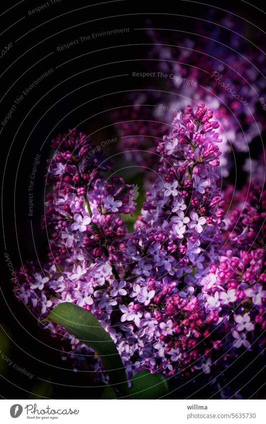 Böse Menschen kennen keinen Flieder lila violett blühend Fliederblüte Frühling Duft Blüte Fliederbusch Syringa vulgaris duftend