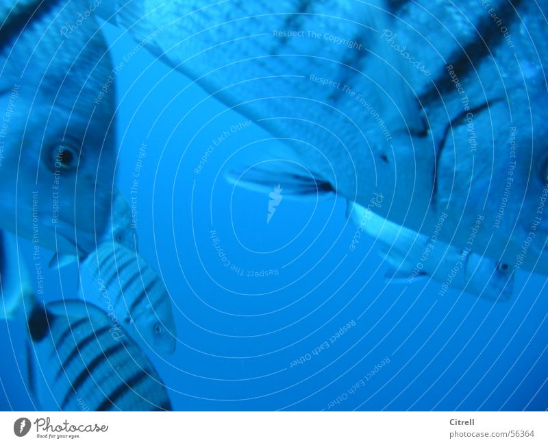Geglubsche Streifen Meer tauchen Fisch Unterwasseraufnahme Wasser blau