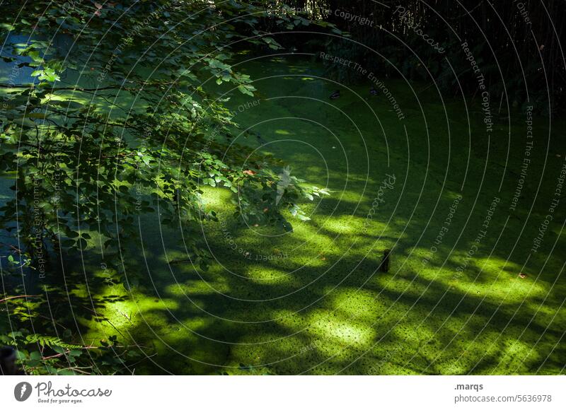 Biotop Idylle Wasseroberfläche geheimnisvoll wasserschutzgebiet Weiher Stille biologisch Biologie Naturerlebnis Naturschutzgebiet Teich Umwelt Pflanze ruhig