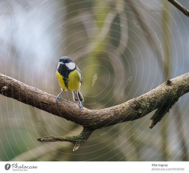 Vogelfotografie - erstaunter Blick einer Kohlmeise vor unscharfem Hintergrund #Vogel Natur Außenaufnahme Tier Vögel Farbfoto Tag Wildtier Meisen Garten