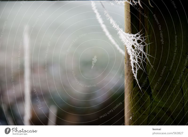 Frost Umwelt Natur Winter Eis Pfosten Spinnennetz Holz kalt braun weiß gefroren fein filigran Raureif Farbfoto Außenaufnahme Nahaufnahme Detailaufnahme