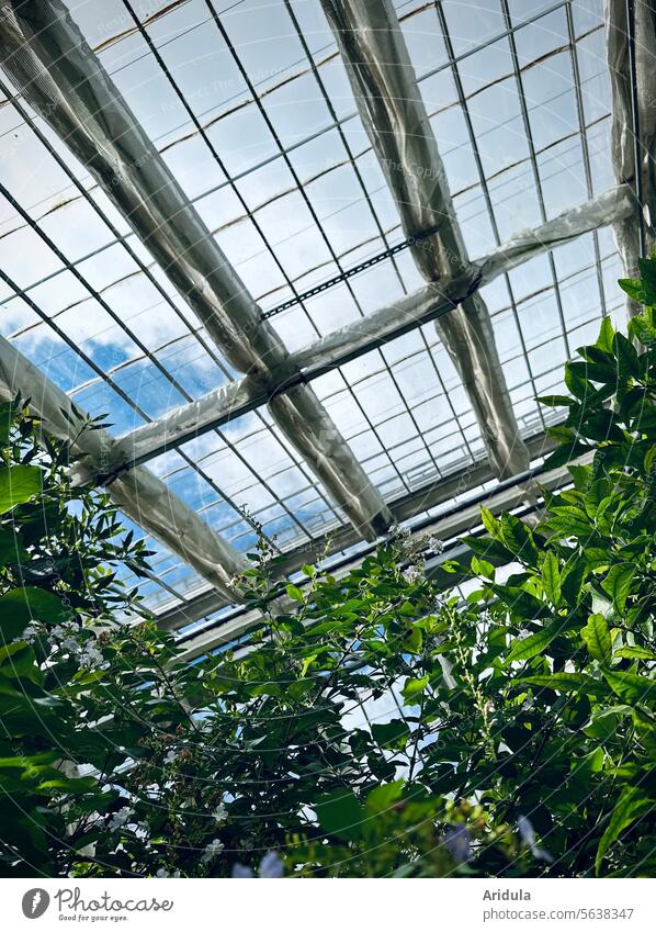 Grünpflanzen in einem Gewächshaus Pflanzen Glas Glasscheibe Himmel Wintergarten Wolken grün Gärtnerei Licht Wachstum Garten Glasdach Botanik hell