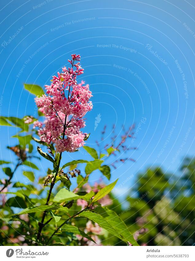 Rosa Flieder vor blauem Himmel Frühling Blüte Fliederstrauch Blätter Blauer Himmel rosa Unschärfe Fliederblüte Fliederbusch