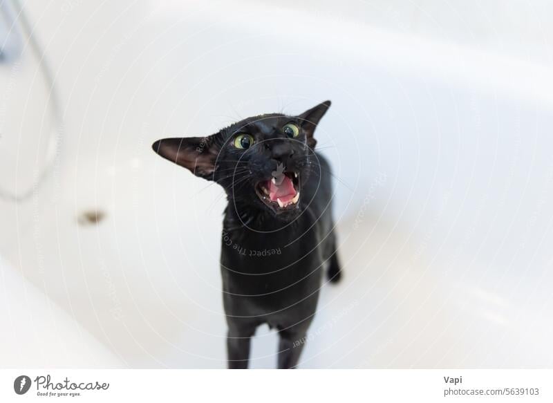 Schwarze lustige Katze in der Badewanne waschen Haustier schwarz Katzenbaby Kätzchen niedlich Wäsche waschen Dusche weiß Orientalisch schwarz