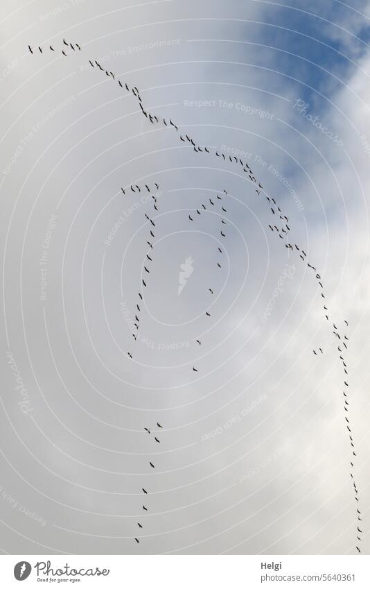 außergewöhnlicher Formationsflug der Kraniche Vögel Zugvögel Vogelzug Herbst Himmel Wolken fliegen Freiheit frei Natur 11 Vogelflug Schwarm Wildtier