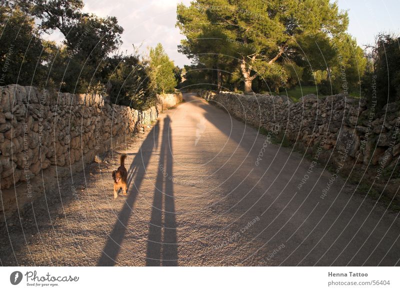 Sombras Hund Spaziergang Schatten Straße Wege & Pfade Straßenhund