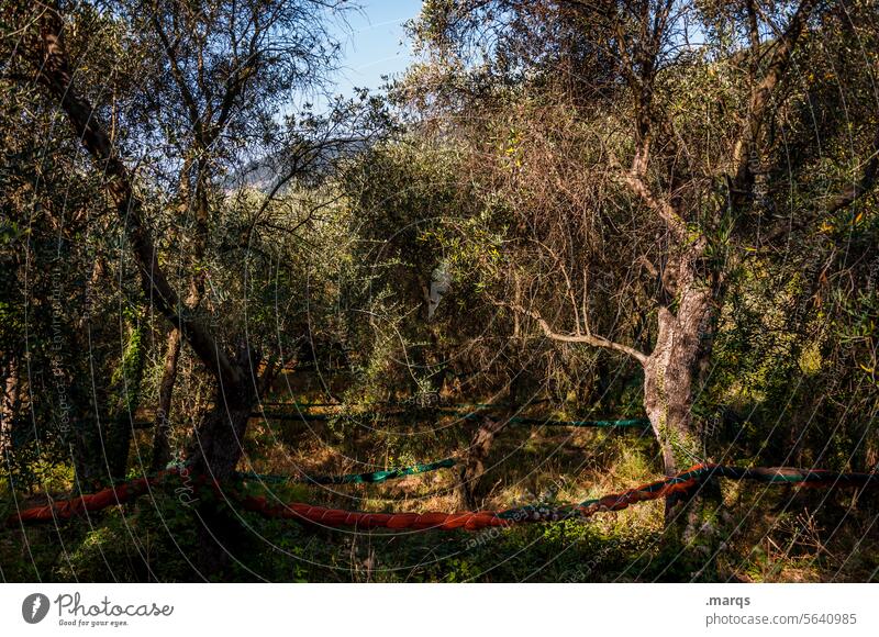 Olivenhain ökologisch nachhaltig Umwelt Nutzpflanze mediterran Olivenbaum Natur Himmel Fangnetz Sommer