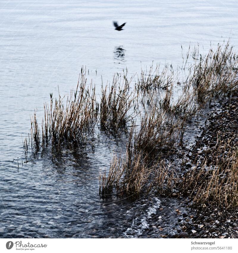 🐦‍⬛ Seeufer Vogelperspektive Wasser Gras