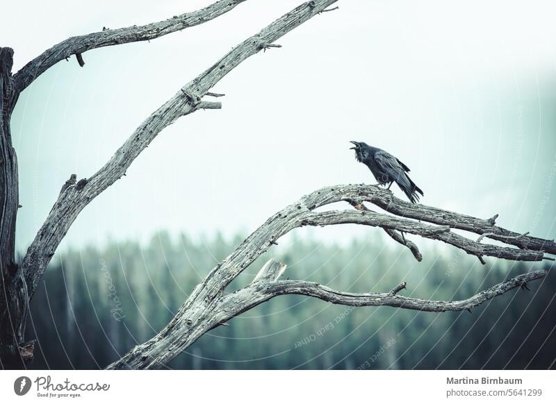 Kreischende Krähe auf einem Ast im Yellowstone National Park, Wyoming Yellowstone Nationalpark Tierwelt Vogel Natur Rabe wild im Freien schwarz Flügel Corvus