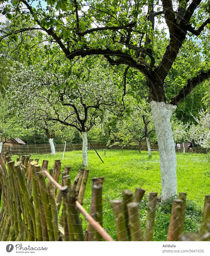 Obstbäume im Frühling hinter Weidenzaun Streuobstwiese Obstgarten Garten Sonnenschutz Baumstamm Schönes Wetter Apfelbäume Apfelbaum Apfelblüte grün Wiese Blüte
