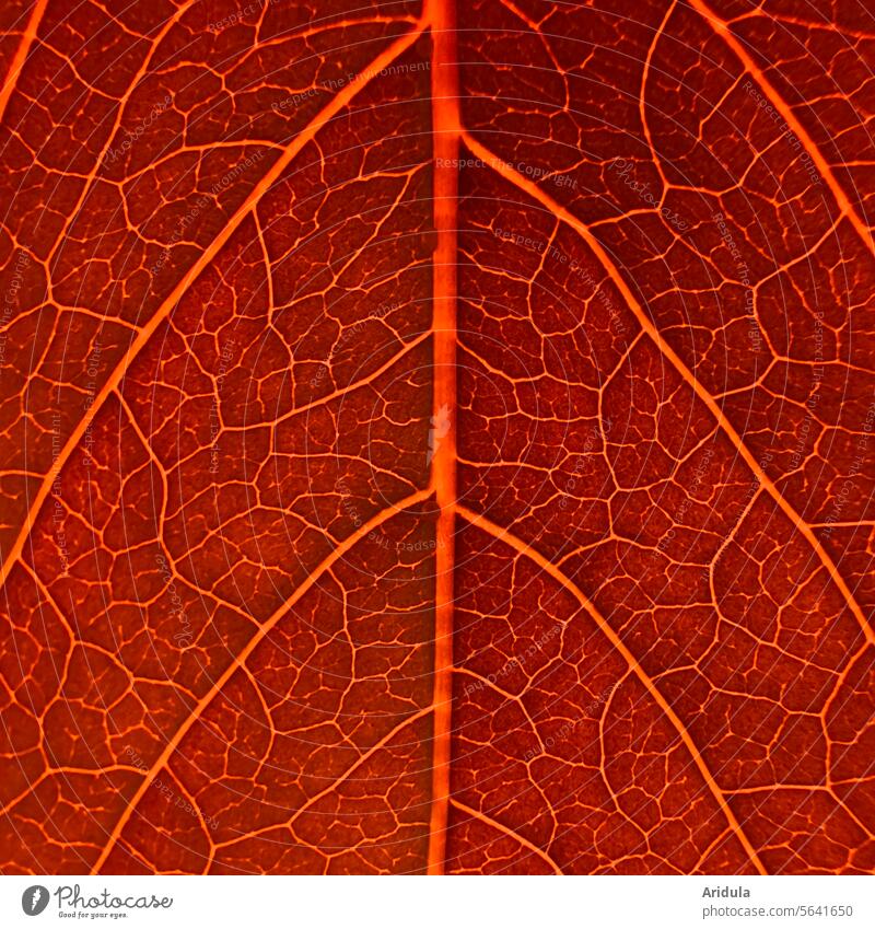 Weinblatt Blatt Blattadern rot Sommer Herbst Detailaufnahme Pflanze Natur Sonnenlicht Verästelung Weinbau Weinberg Nutzpflanze Rotwein