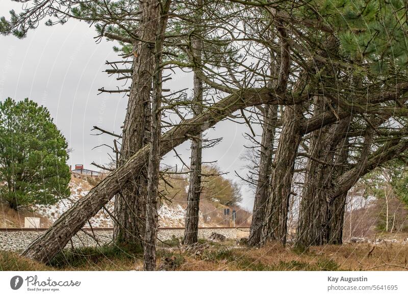 Kiefern am Waldesrand Zugestrecke Gleisbett Nadelbaum
Wald Bäume Außenaufnahme Nadelwald Landschaft Farbfoto Menschenleer Forstwirtschaft Pflanze Baumstamm