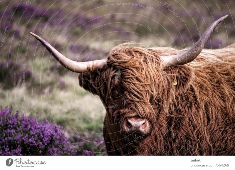 Wo gehts hier zum Friseur? Nutztier Kuh Fell 1 Tier Ferien & Urlaub & Reisen Horn Schottland Heide Rind Schottisches Hochlandrind Gedeckte Farben Außenaufnahme