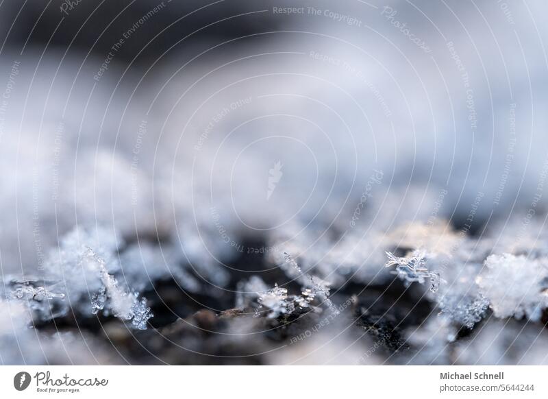 Frost und Eis frostig frostbedeckt kalt Winter gefroren Kälte frieren winterlich Winterstimmung Wintertag weiß Eiskristalle Nahaufnahme Makroaufnahme