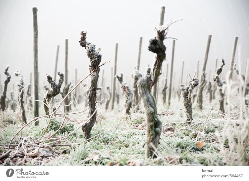 Kalte Krieger Umwelt Natur Winter schlechtes Wetter Nebel Eis Frost Pflanze Gras Nutzpflanze Wein kalt viele Stimmung leer trist Farbfoto Gedeckte Farben