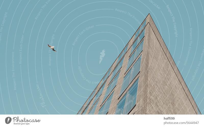eine Möwe dreht über einem Büro vor blauem Himmel ihre Kreise freiheitsliebend Moderne Architektur Blauer Himmel gleiten fliegen modern Fassade Gebäude Vogel